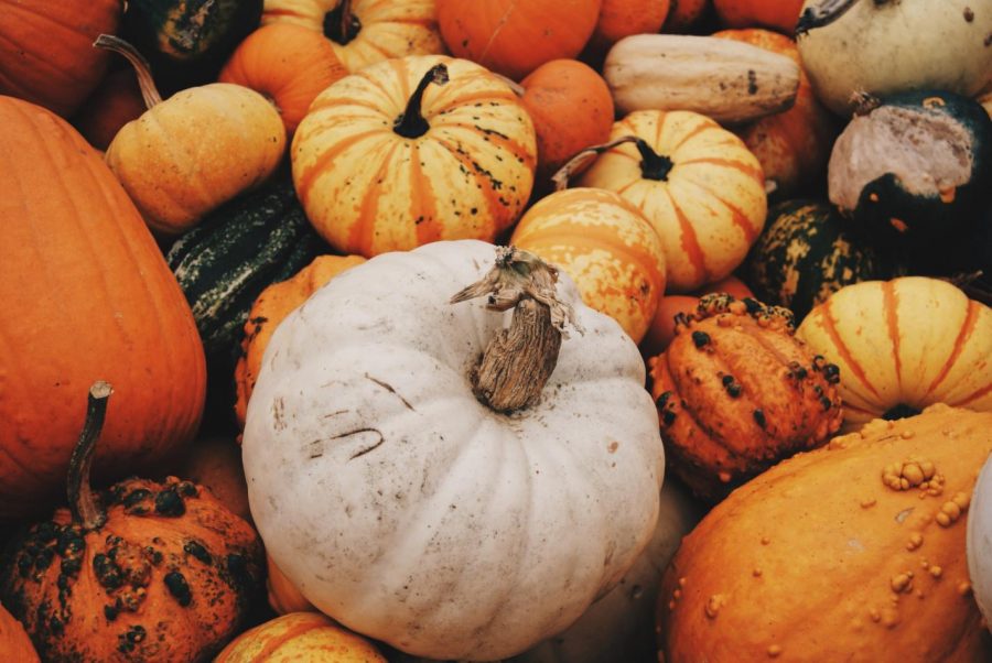 Many pumpkin patches are open to visit this fall. There are so many colors, shapes, and sizes of pumpkins and gourds you can choose from.