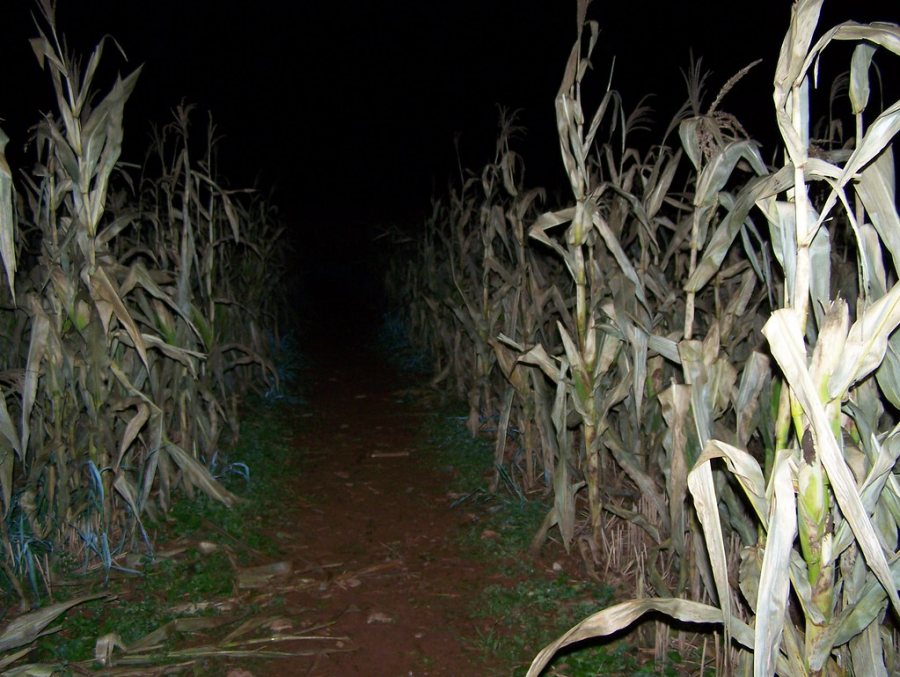 Path to nowhere? by ianbckwltr is licensed under CC BY-NC 2.0  Hillside Horrors thrilling experience includes a large haunted corn maze full of wicked surprises. Beware the evil that lurks between the stalks.